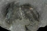 Unidentified Proetid Trilobite - Jorf, Morocco #125483-8